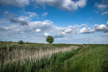 Lonely tree in a field under a summer cloudy blue sky.の写真素材