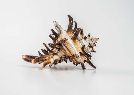 Beautiful sea shell on a white background.の写真素材