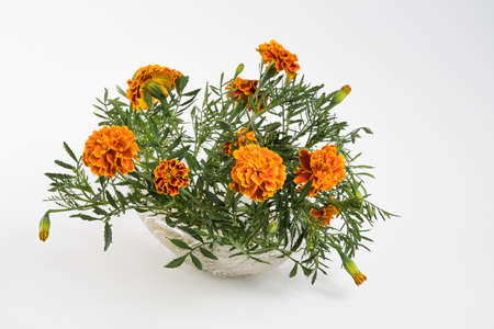 A bouquet of marigolds on a white background.の写真素材