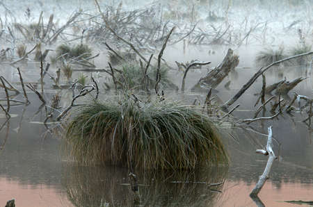 cold frosty sunrise on swamp
