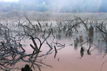 cold frosty sunrise on swampの写真素材