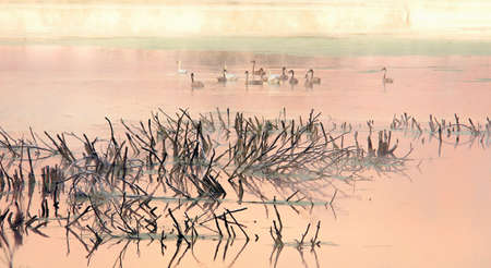cold frosty sunrise on swampの写真素材