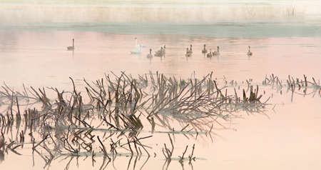 cold frosty sunrise on swampの写真素材
