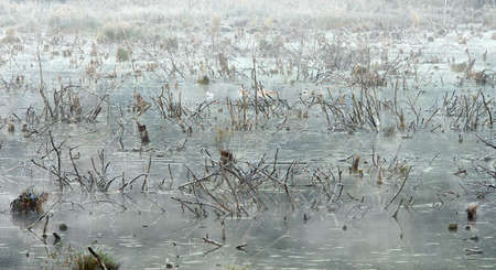 cold frosty sunrise on swampの写真素材