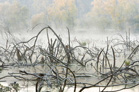 Cold frosty dawn in the swamp, the first rays of the sun. Skeletons of dead trees.の写真素材