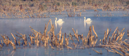 Cold frosty dawn in the swamp, the first rays of the sun. Skeletons of dead trees. Birds swans on vacation.の写真素材