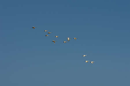 A flock of swans in the morning blue sky.の写真素材