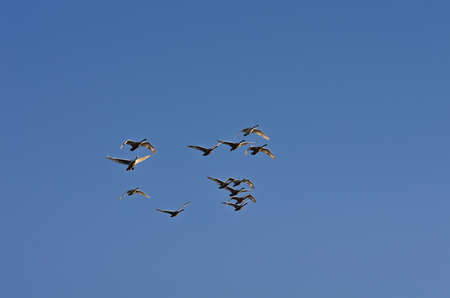A flock of swans in the morning blue sky.の写真素材