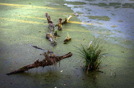 Cold frosty dawn in the swamp, the first rays of the sun. Skeletons of dead trees.の写真素材