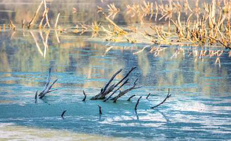 Cold frosty dawn in the swamp, the first rays of the sun. Skeletons of dead trees.の写真素材