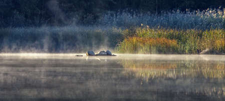 Cold frosty dawn in the swamp, the first rays of the sun. Skeletons of dead trees.の写真素材