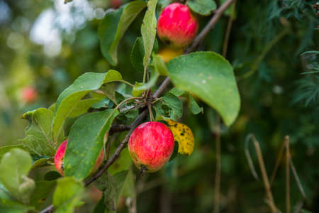Red apples on the branches of an old tree.の写真素材