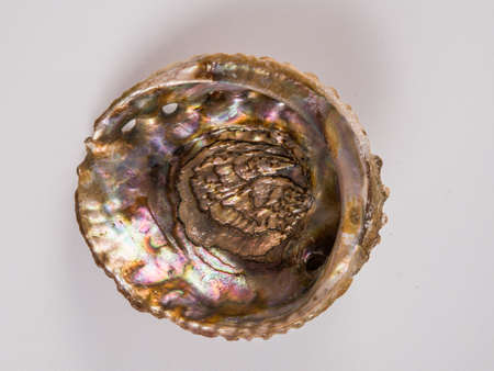 Beautiful sea shell with mother of pearl on a white background.の写真素材