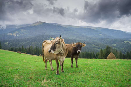 Cows graze in high-mountain meadows with lush green grass.の写真素材