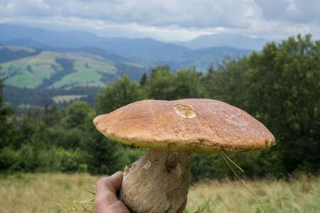 A large porcini mushroom with an opened cap against the backdrop of mountains and forest.の写真素材
