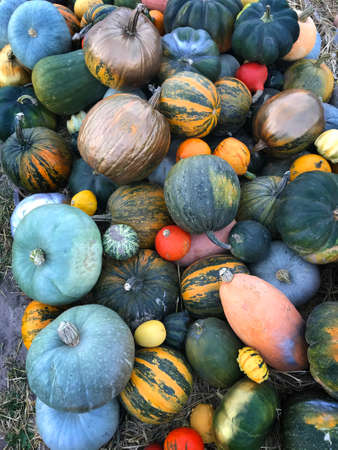 Backgrounds and textures: a lot of multicolor pumpkins, seasonal autumn decorative background