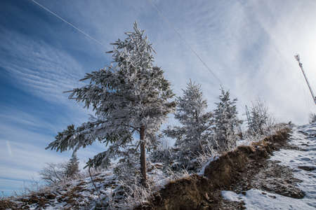 Snow-covered trees in the winter forest and in the mountains.