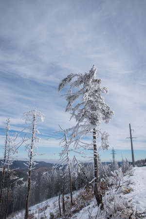 Snow-covered trees in the winter forest and in the mountains.