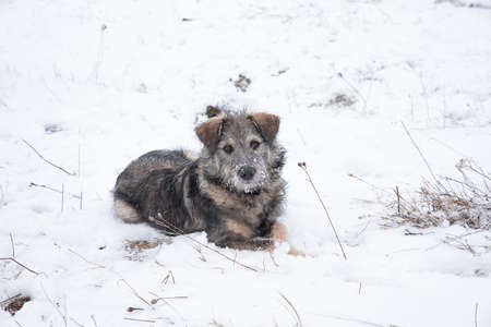 Outbred sad lonely dog lies in the snow.の写真素材