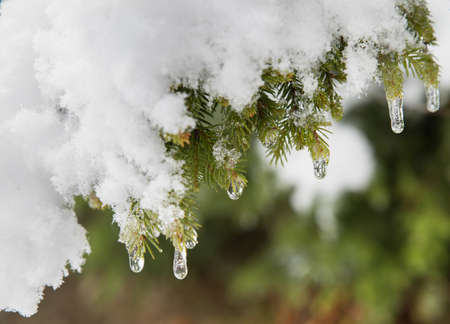Ice drops on the needles of a snowy spruce branch. Selective focus. Blurred background.