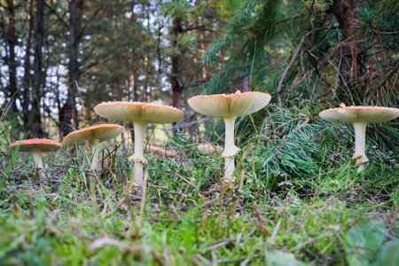 Close-up of a poisonous amanita mushroom in nature. Selective focus. Blurred background.
