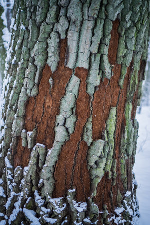 The texture of colored oak bark.の写真素材