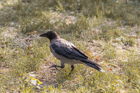 Hooded crow on the branches of a tree.