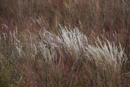 Colorful meadow and steppe grass sways in a strong wind. Selective focus. Blurred background.の写真素材