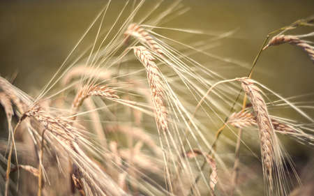 Rye in the field. Close-up. Selective focus. Blurred background.の写真素材