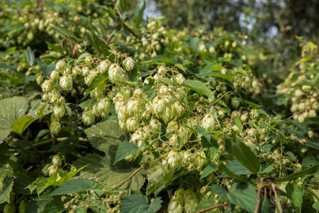 Hops for beer production. Selective focus.