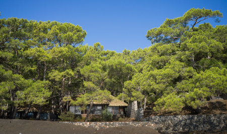 Wooden villa in a beautiful pine forest.の写真素材