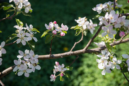 A branch of a blossoming apple tree with flowers on a background of a garden and a blue sky.の写真素材