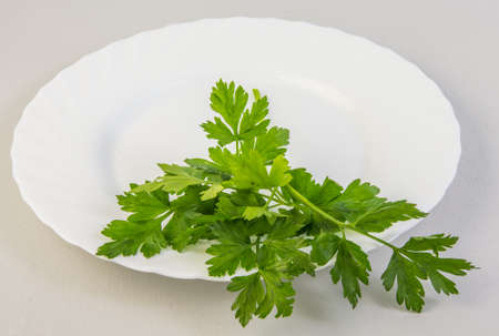 Fresh parsley leaves on a white background.の写真素材