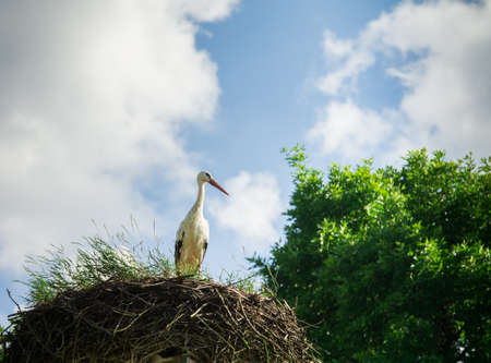White Stork Nesting against a blue skyの写真素材