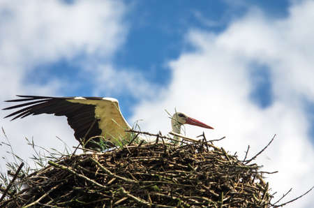 White Stork Nesting against a blue skyの写真素材