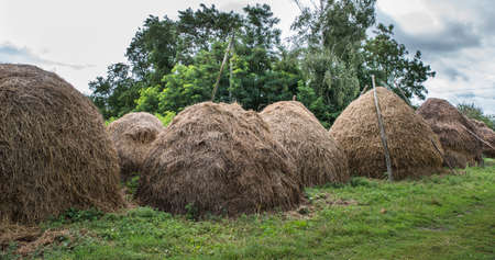 Several haystacks on a background of trees and summer sky.の写真素材