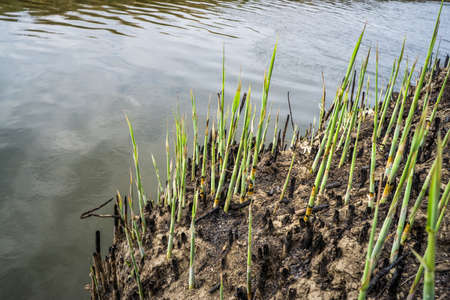 Close-up grass growth after a fire.の写真素材