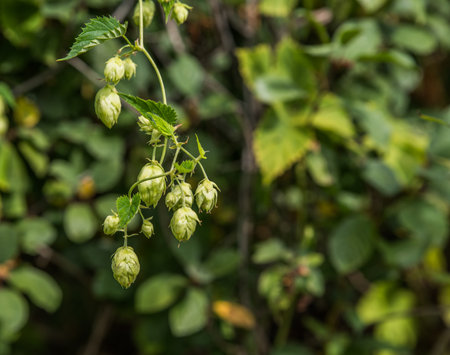 Hops for beer production. Selective focus.の写真素材