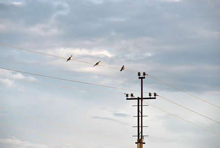The concept of electrical cable Pigeon. Wild pigeons against the blue sky.の写真素材