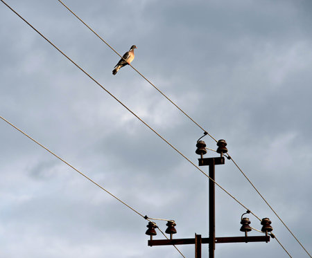 The concept of electrical cable Pigeon. Wild pigeons against the blue sky.の写真素材
