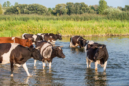 Cows or Cattle cooling off in a watering hole.の写真素材