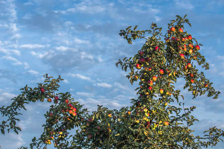 Apple tree with a large harvest of apples against the background of a cloudy sky.