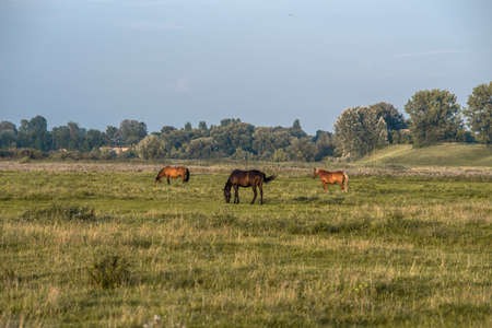 horse grazing in a pastureの写真素材
