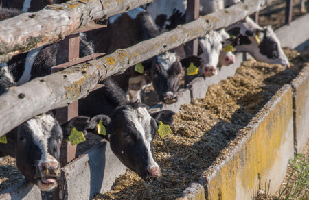 Cows and young calves behind the fence, tags in the ear.