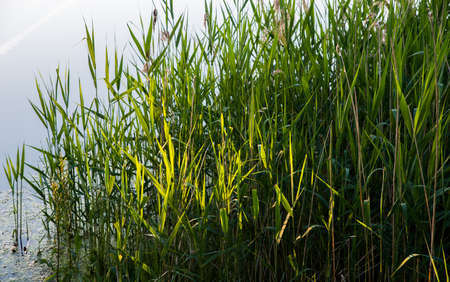 Thickets of reeds in the reservoir.