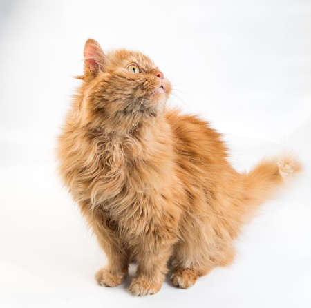 Ginger cat on a white background.の写真素材