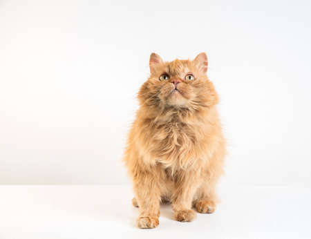 Ginger cat on a white background.の写真素材