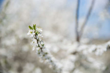 A branch of flowering blackthorn. Selective focus. Blurred background.