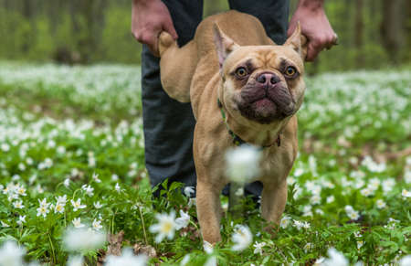 French bulldog dog in the park.の写真素材