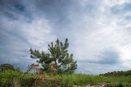 Young pine trees on a background of blue cloudy sky.の写真素材
